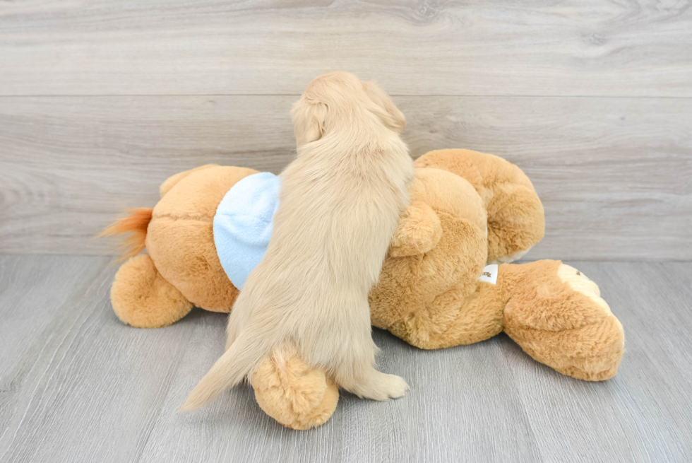 Dachshund Puppy for Adoption