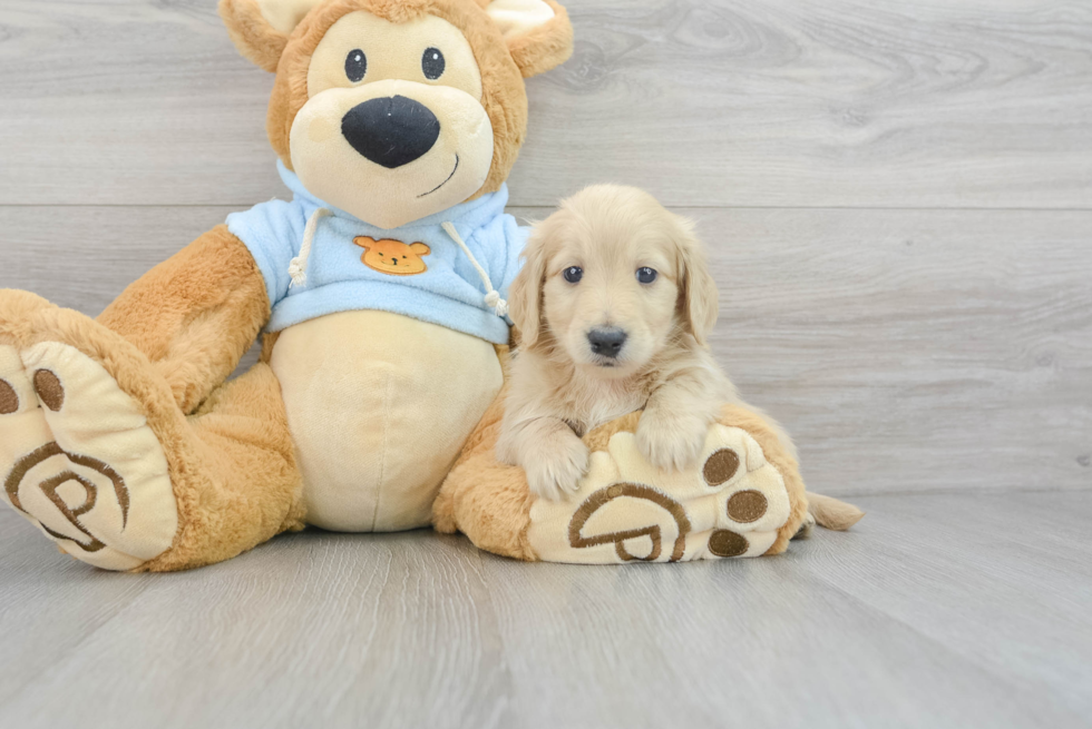 Cute Dachshund Purebred Pup