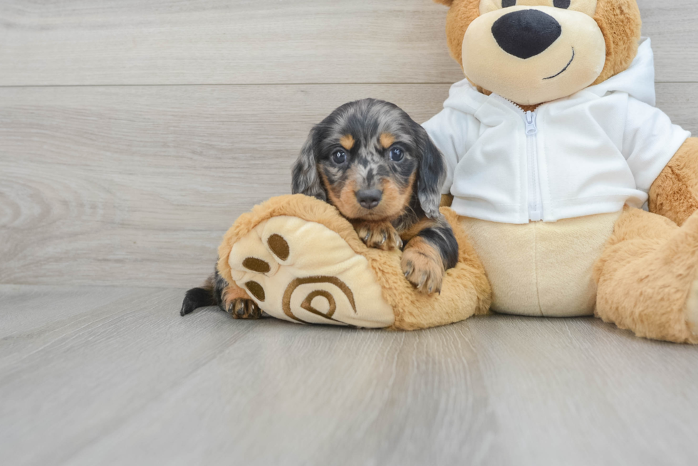 Dachshund Pup Being Cute