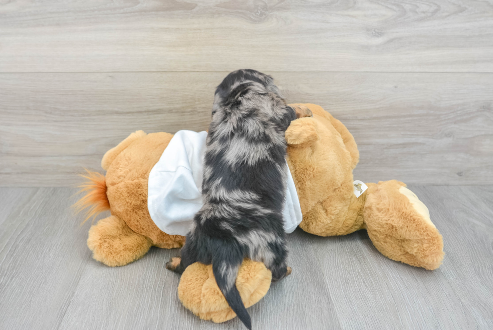 Dachshund Pup Being Cute