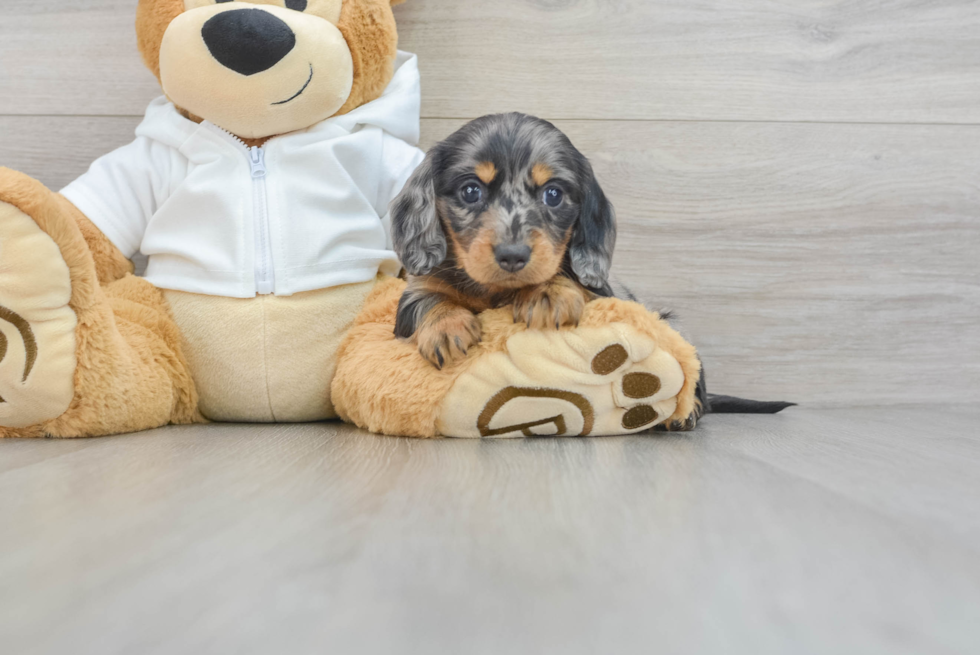 Dachshund Puppy for Adoption