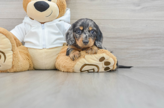 Dachshund Puppy for Adoption