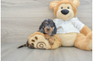 Cute Dachshund Purebred Pup