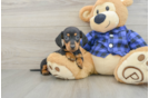 Dachshund Pup Being Cute