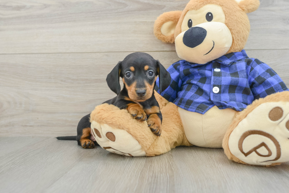 Dachshund Pup Being Cute