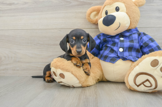 Dachshund Pup Being Cute