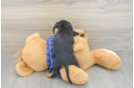 Dachshund Pup Being Cute