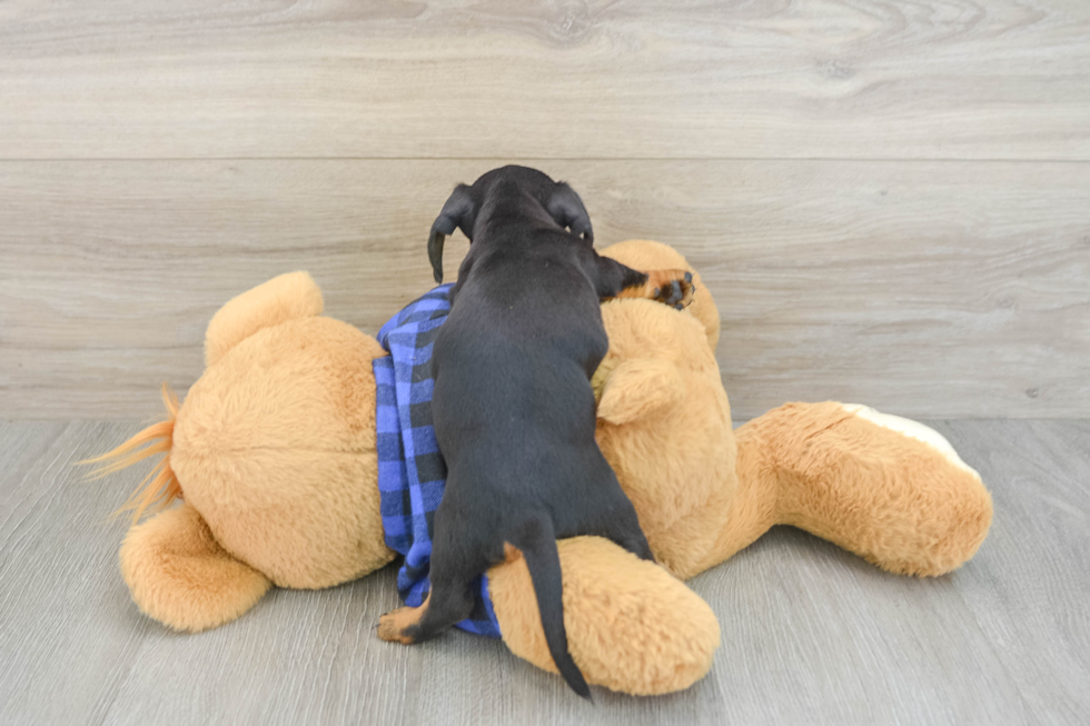 Dachshund Pup Being Cute