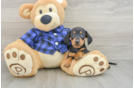 Cute Dachshund Purebred Pup
