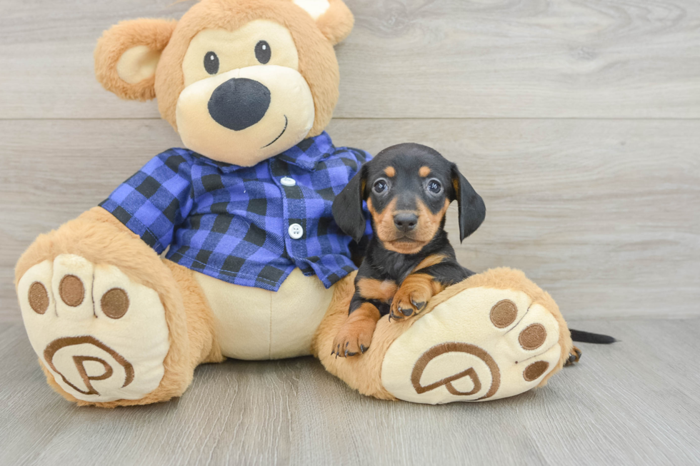 Cute Dachshund Purebred Pup