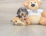 6 week old Dachshund Puppy For Sale - Premier Pups