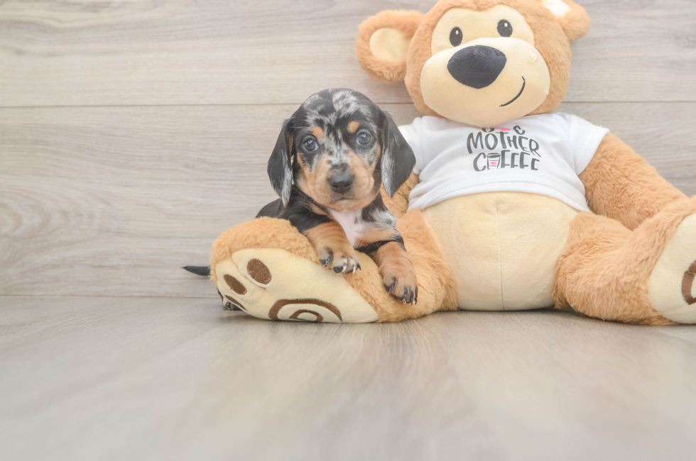 5 week old Dachshund Puppy For Sale - Premier Pups
