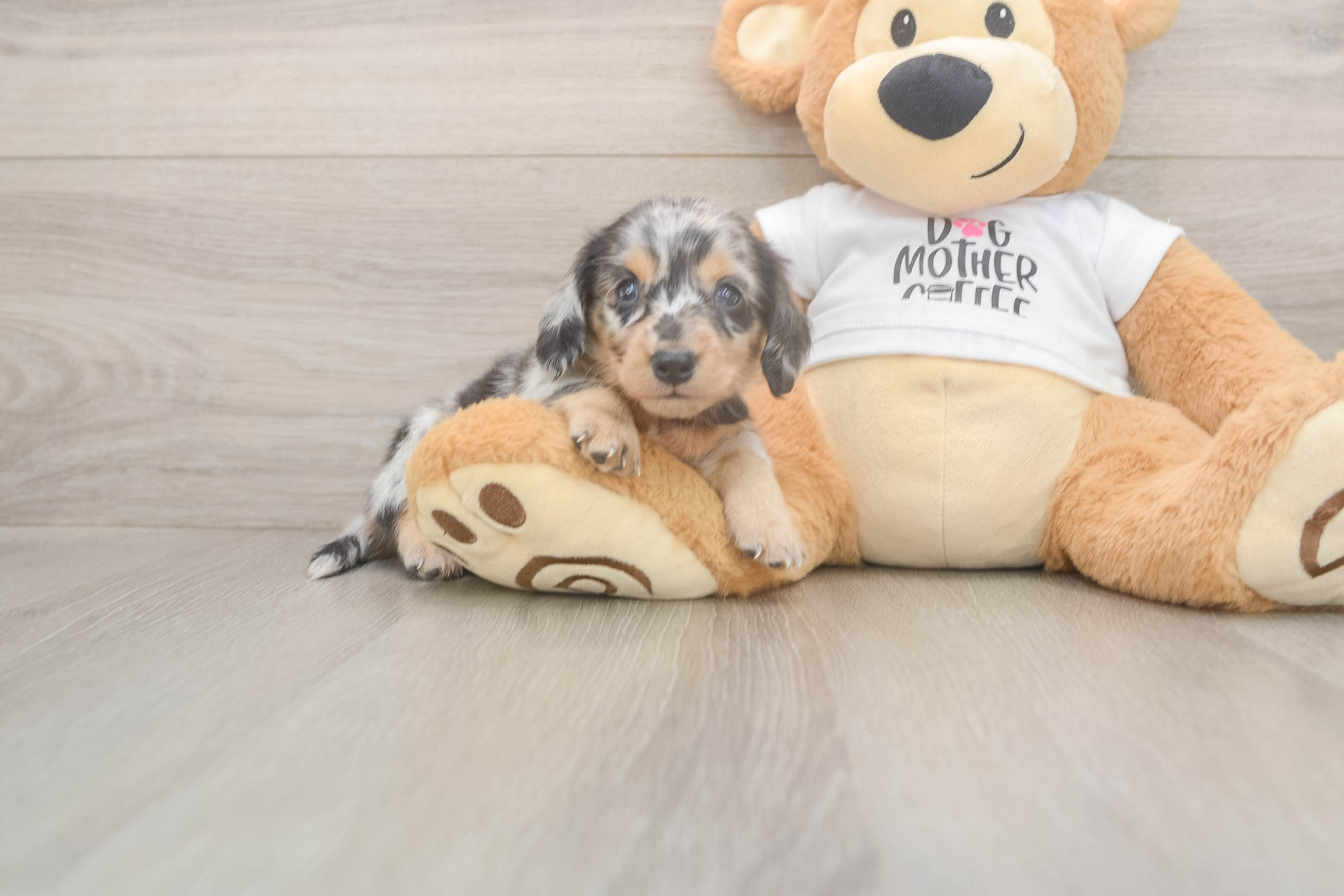 Cute Dachshund Baby