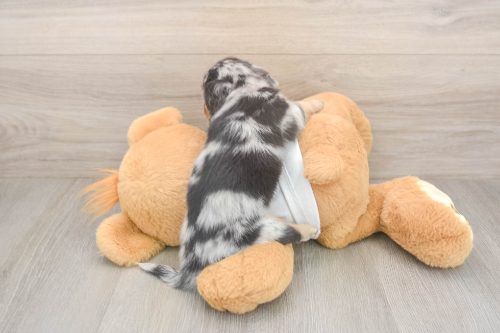 Dachshund Pup Being Cute