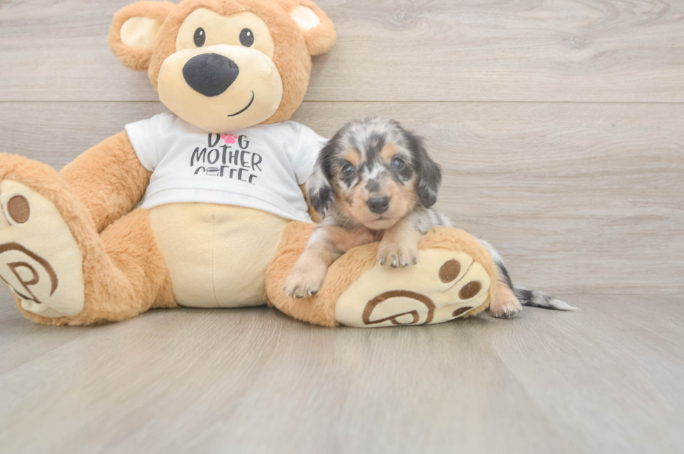 6 week old Dachshund Puppy For Sale - Premier Pups