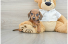 Dachshund Puppy for Adoption