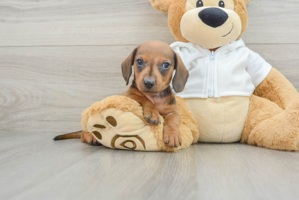 Dachshund Puppy for Adoption