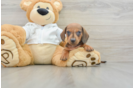 Dachshund Puppy for Adoption