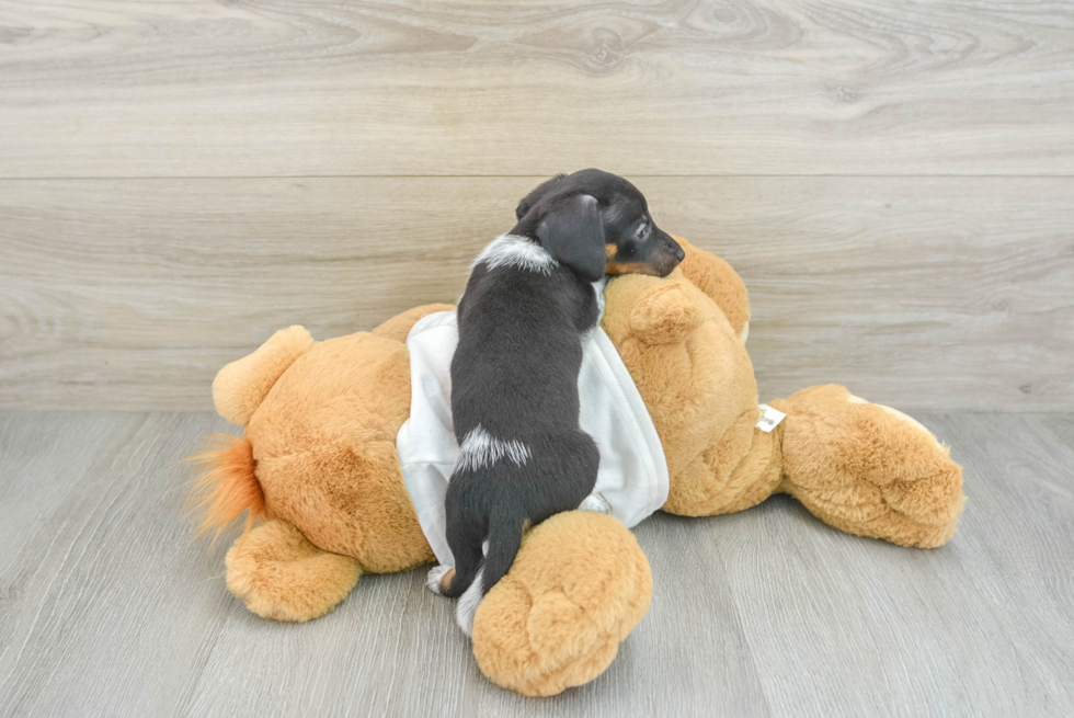 Dachshund Pup Being Cute