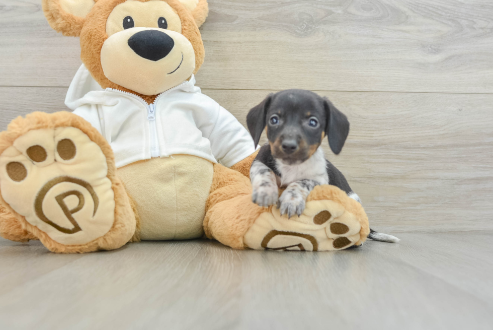 Dachshund Pup Being Cute