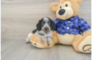 Cute Dachshund Purebred Pup