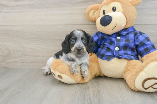 Cute Dachshund Purebred Pup
