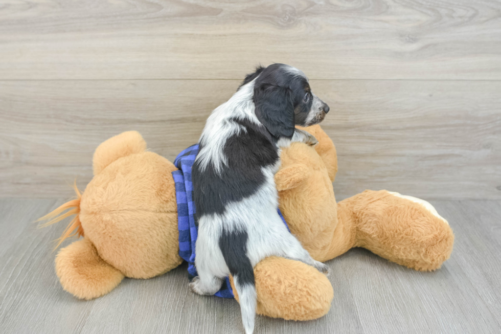 Dachshund Pup Being Cute