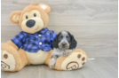 Dachshund Puppy for Adoption