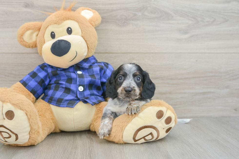 Dachshund Puppy for Adoption