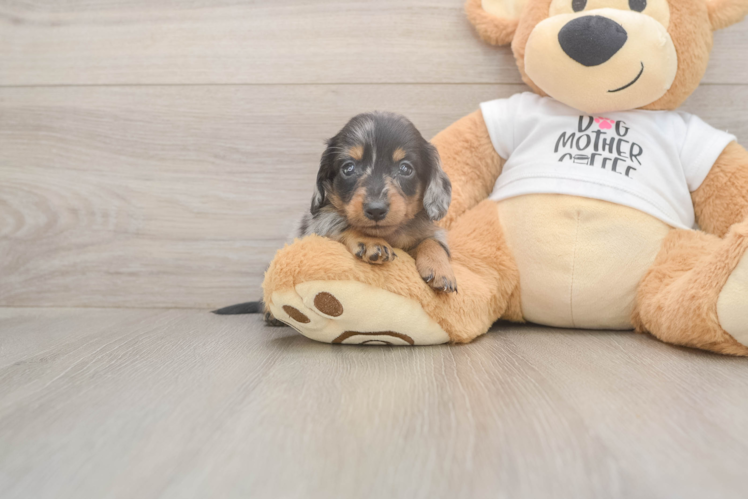 Cute Doxie Purebred Puppy