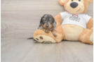 Cute Doxie Purebred Puppy