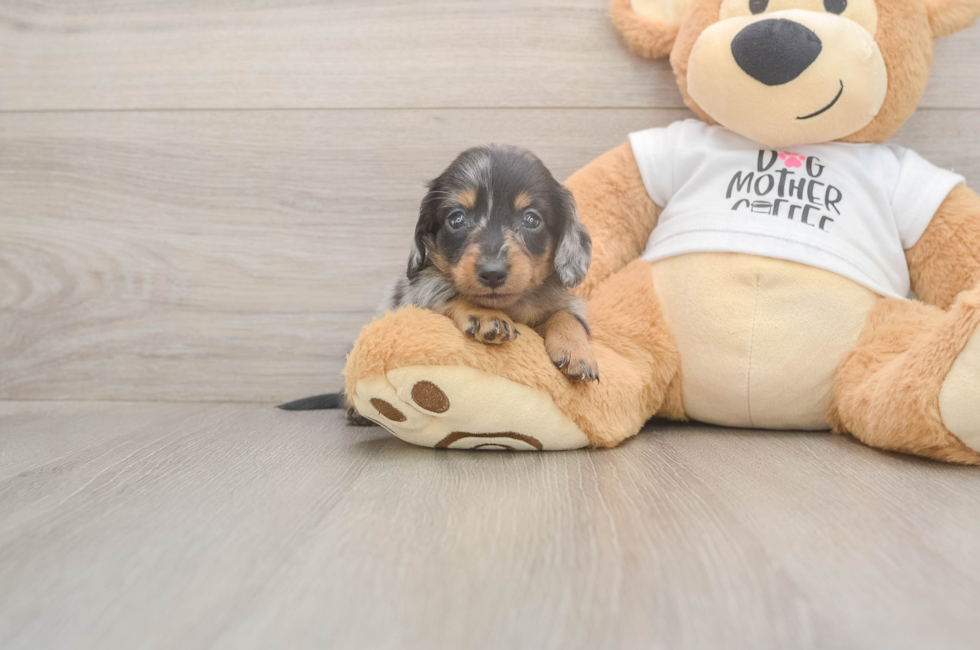6 week old Dachshund Puppy For Sale - Premier Pups
