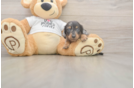 Dachshund Puppy for Adoption