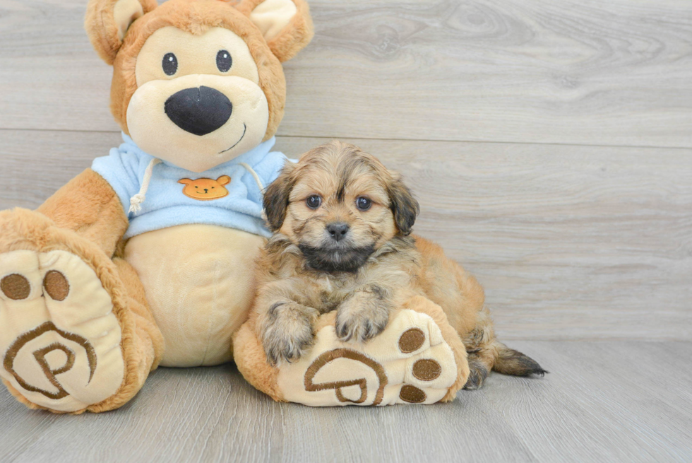 Dachshund Pup Being Cute