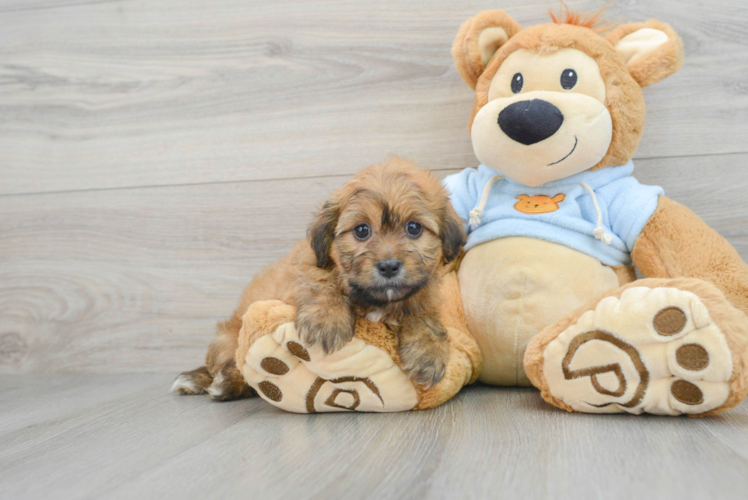 Dachshund Puppy for Adoption