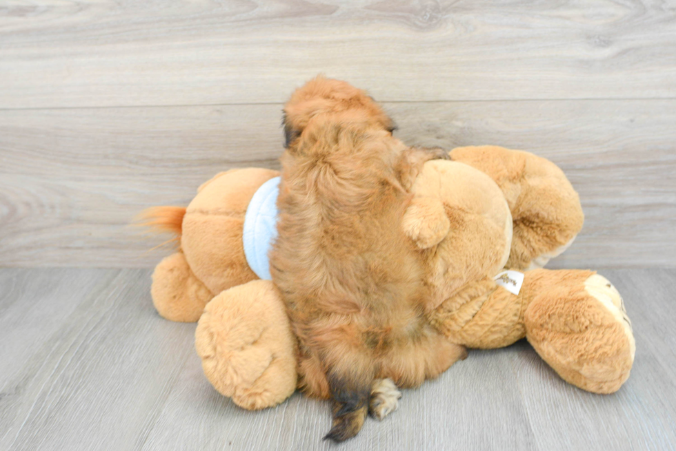 Cute Dachshund Baby