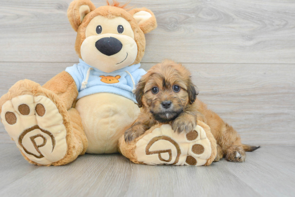 Cute Dachshund Baby
