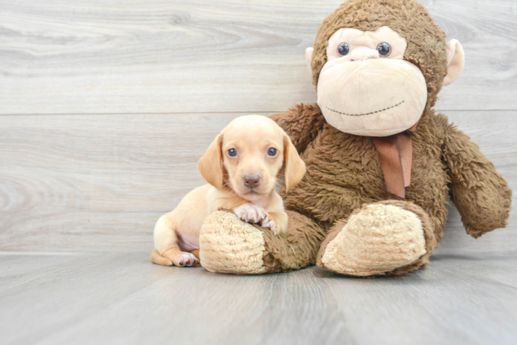 Cute Dachshund Purebred Pup