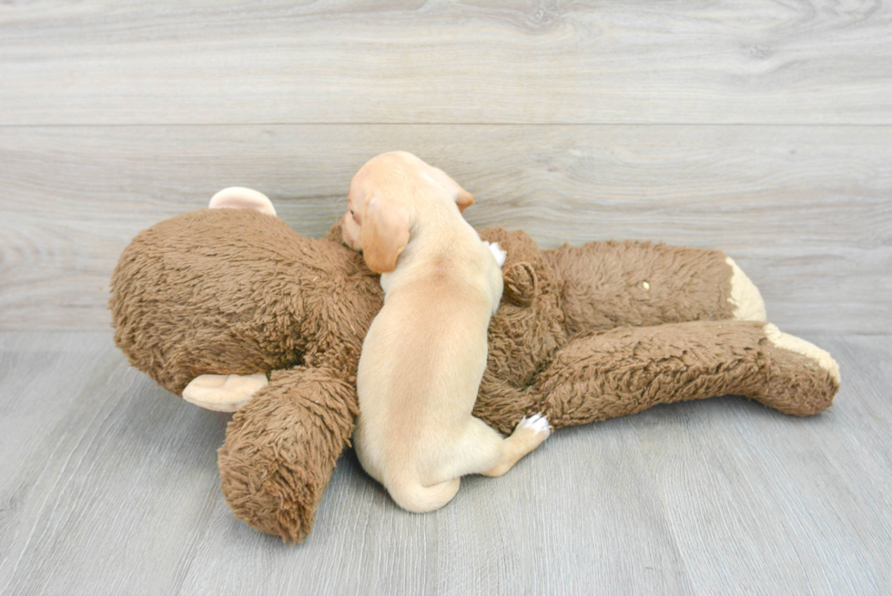 Cute Dachshund Purebred Pup