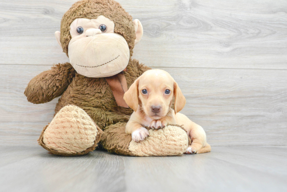Cute Dachshund Purebred Pup