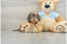 Dachshund Puppy for Adoption