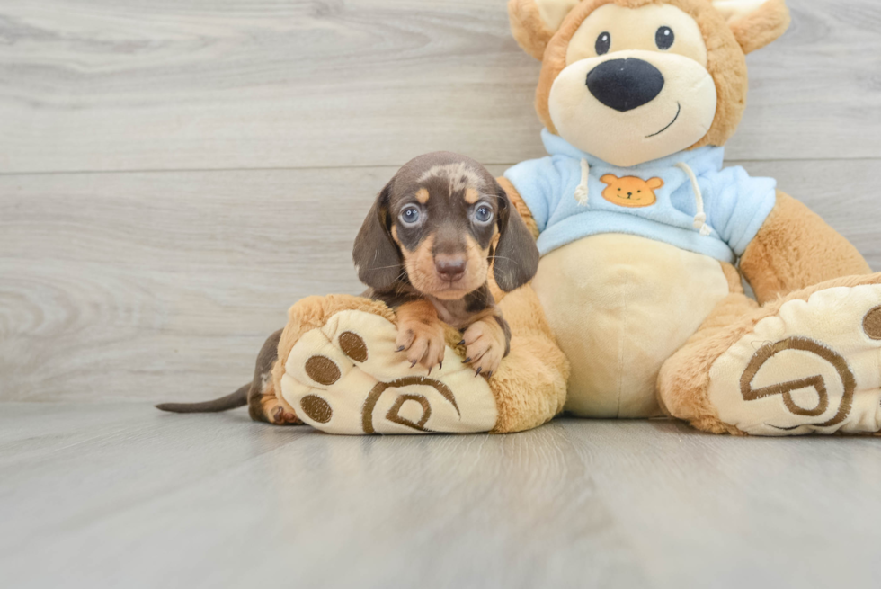 Dachshund Puppy for Adoption