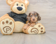 5 week old Dachshund Puppy For Sale - Premier Pups