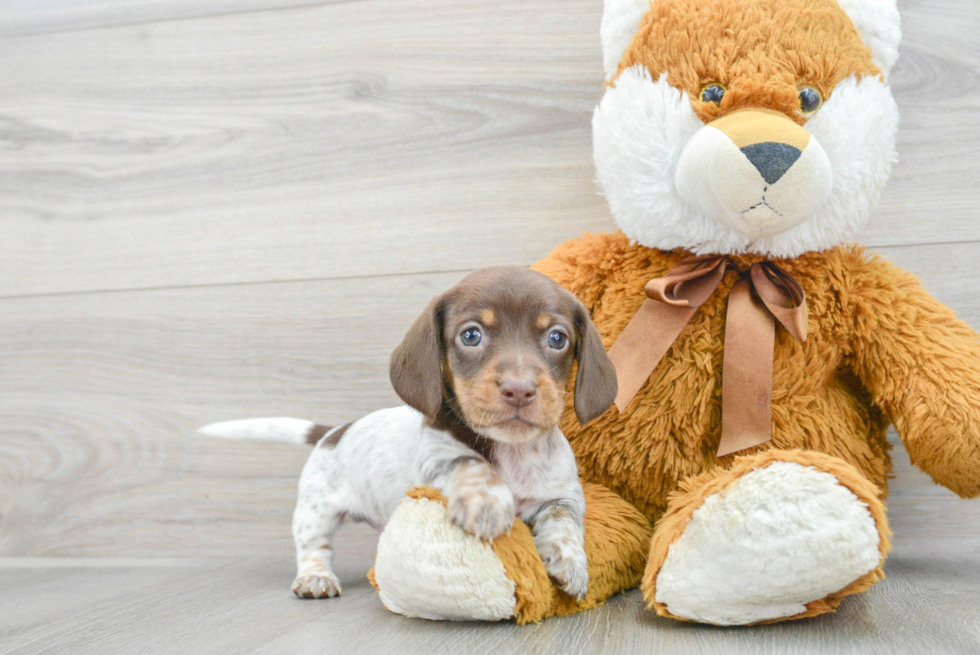 Cute Dachshund Baby