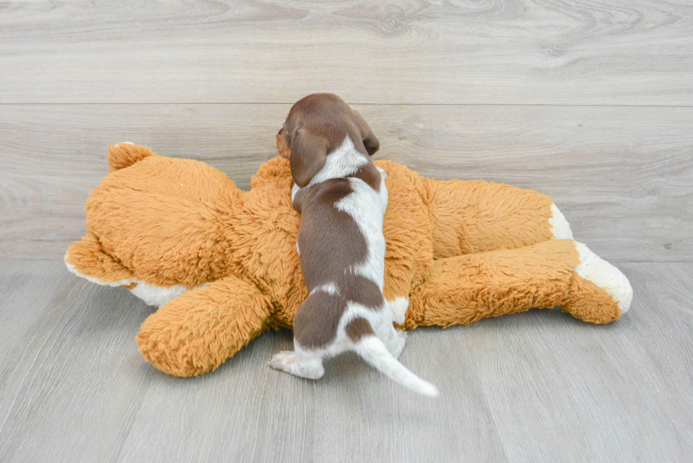 Dachshund Pup Being Cute