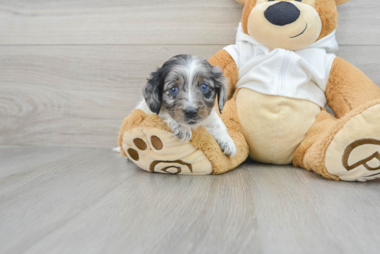 Dachshund Pup Being Cute