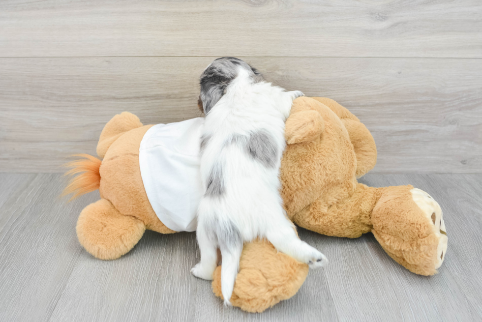 Dachshund Pup Being Cute