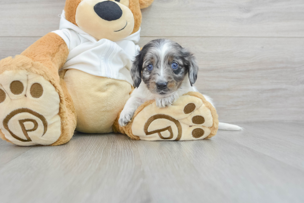 Best Dachshund Baby