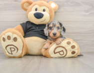 5 week old Dachshund Puppy For Sale - Premier Pups