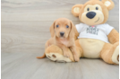 Dachshund Puppy for Adoption